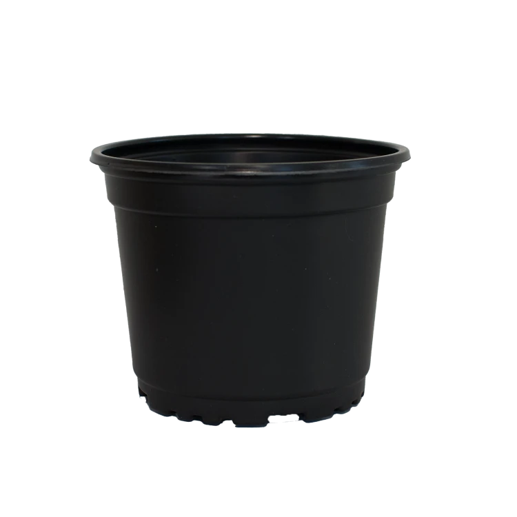11m c.png
