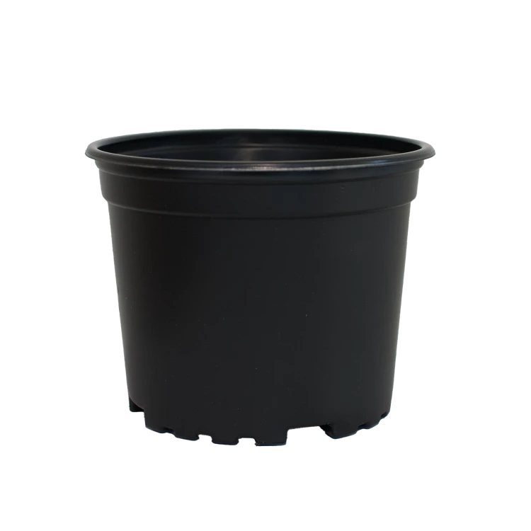 12m c.png